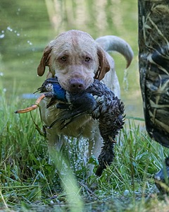 Bubba Martin