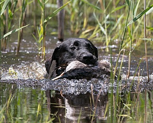 Moose Planty