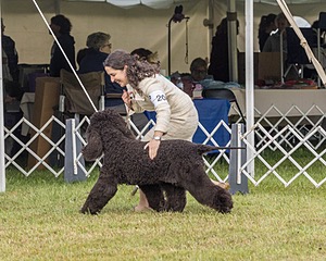 20 - GCHS CH POOLE'S IDE SAY NO MORE OHS CD RE JH DS (Simone)