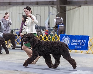 09 - GCH CH POOLE'S IDE RIPTIDE RI DS CGC (Rip)