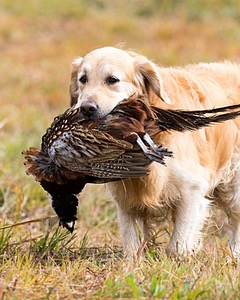 Ghillie