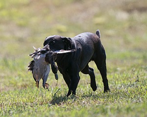Moose Planty