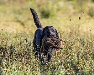 Ranger schuko