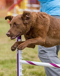 Tillie Cross