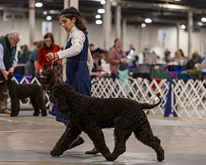 15 - CH POOLE'S IDE DARK KNIGHT (Oscar)