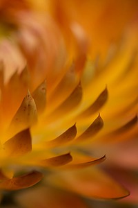 Strawflowers, Massachusetts