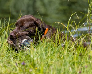 Toffee Wilson