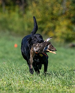 Brutus Culbertson