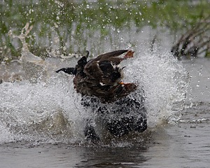20080531-HRW-0997.jpg