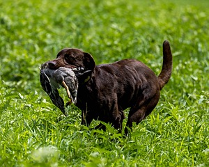 Moose Molle