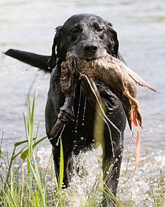 Scout Orlowski