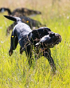 Emma Williamson