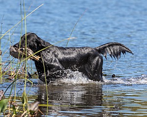 Ruger Bodine