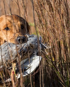 Karma Jordan-MacLean