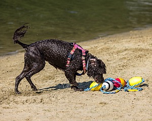 Tootsie Totten