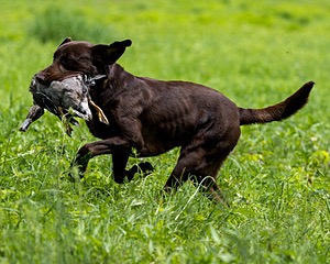 Moose Molle