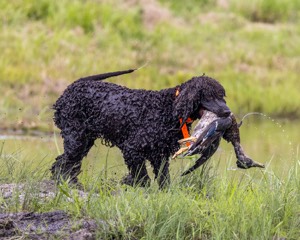Ghillie Kezer