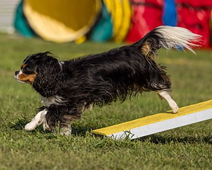 Finn Hamm