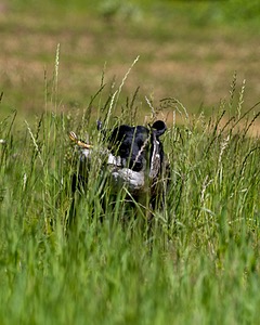 Ruger Bodine