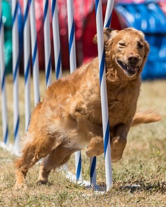 20160618-CCKC-1184.jpg