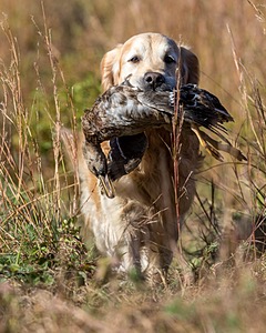Ghillie Deresienska