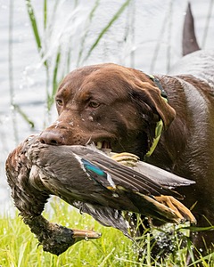 20170603-SHRW-1489.jpg