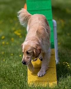 Ollie Erbe