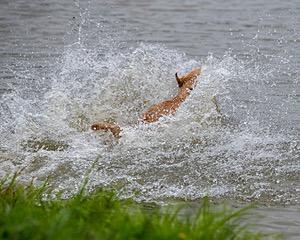 River Snyder