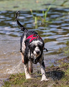Addie