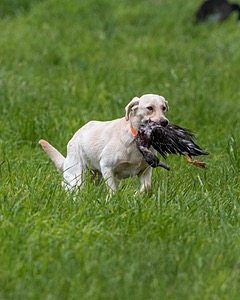 20170603-SHRL-0699.jpg