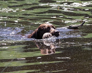 Otter Donlon