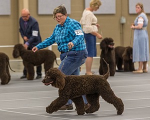 204 - CH Brekkon’s Brown Eyed Girl At Flintcrest DJ CGC TKN FTI