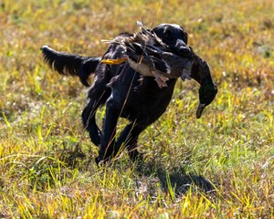 Test Dog
