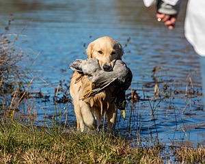 Bowie Donnelly