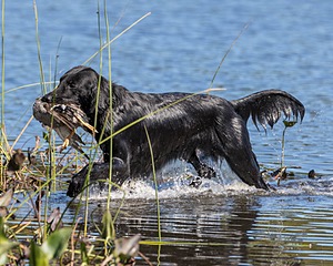 Ruger Bodine
