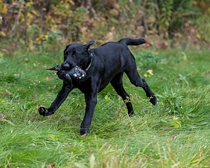 Watson