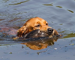 Canoe Terrill