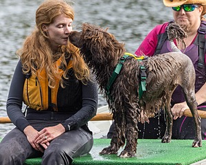 Chicory Vinopal