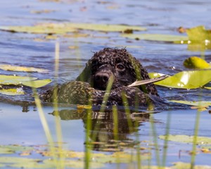 Ghillie Kezer