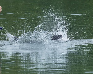 Boaty Bellicose