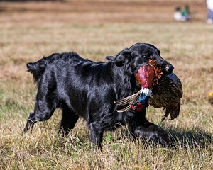 Hunter