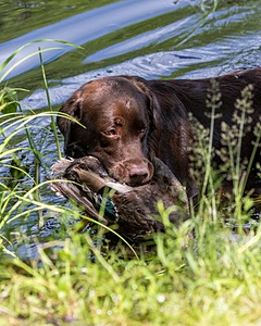 Wilson