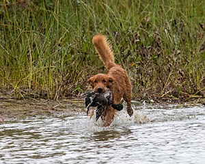 Tracker