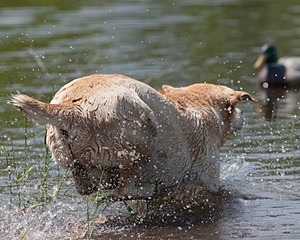 20080601-SRW-0975.jpg