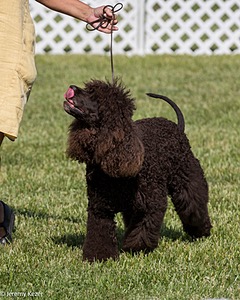 86 - GCH CH Chantico's The Power Of One (Allure)