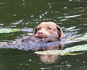 Hunter Law
