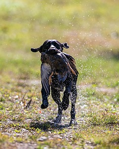 Harley