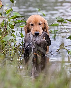 Walker Boren