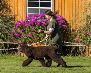 11 - GCH CH BREKKON'S FIRST MARK BN RN CGC TKN (Hunny)