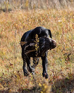 Glenforrest's Bentley (Ben)